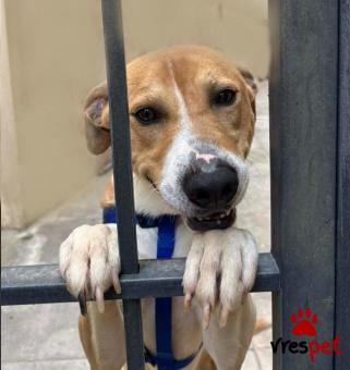 Ράτσα: Άλλη Ράτσα | Ηλικία: 2 ετών | Φύλο: Αρσενικό | Αρ. Microchip:  9810023412962312 | Ημίαιμο | Περιοχή: Αττική